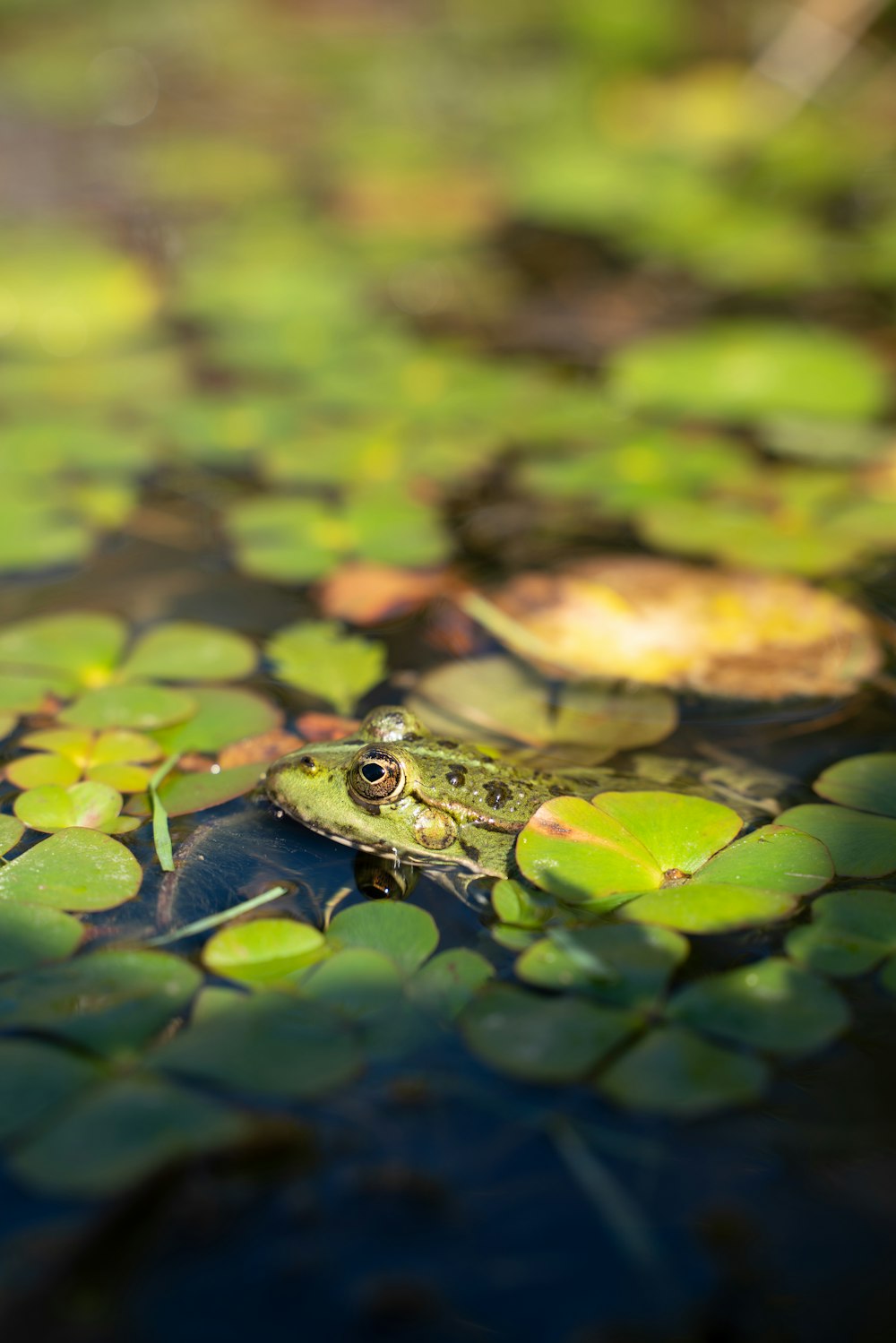 a frog on a leaf