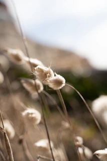 Close-up of wildflowers and natural textures found around the glamping site