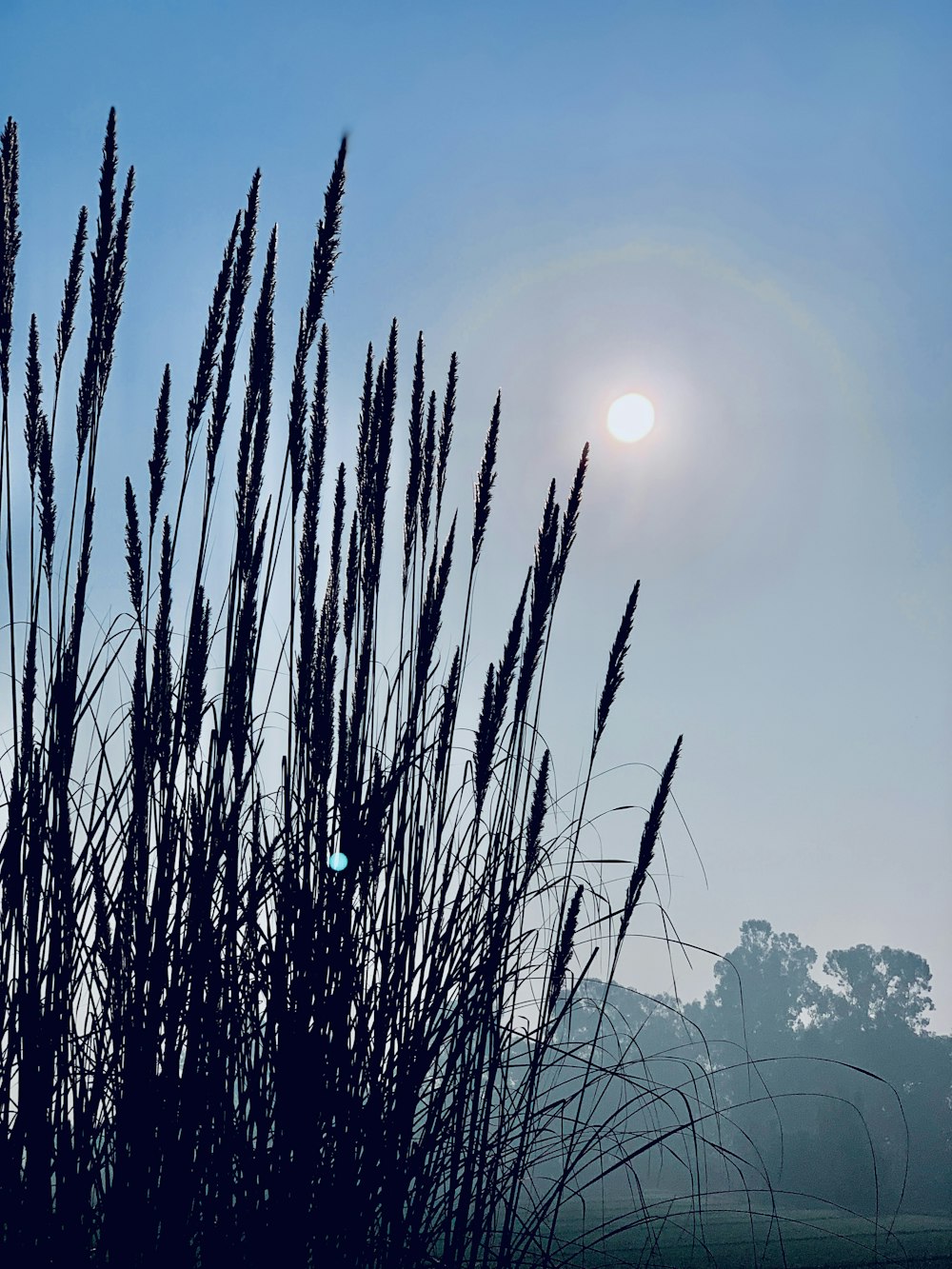 Ein Weizenfeld mit dem Mond im Hintergrund