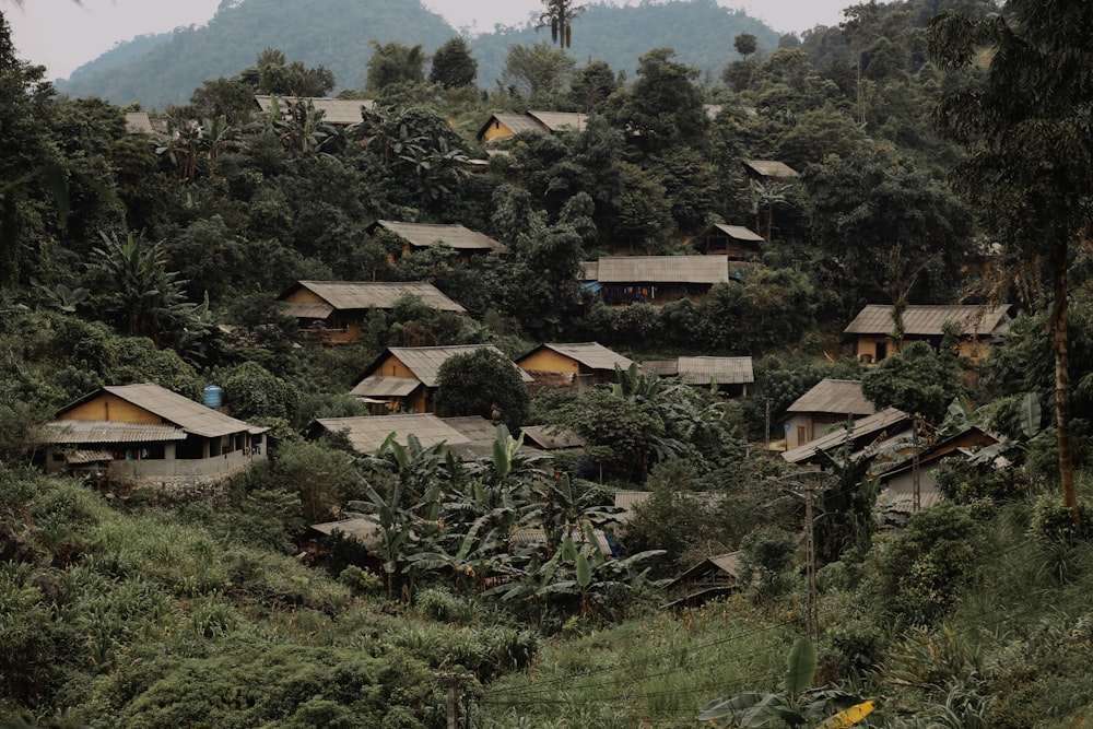un groupe de maisons dans une zone boisée