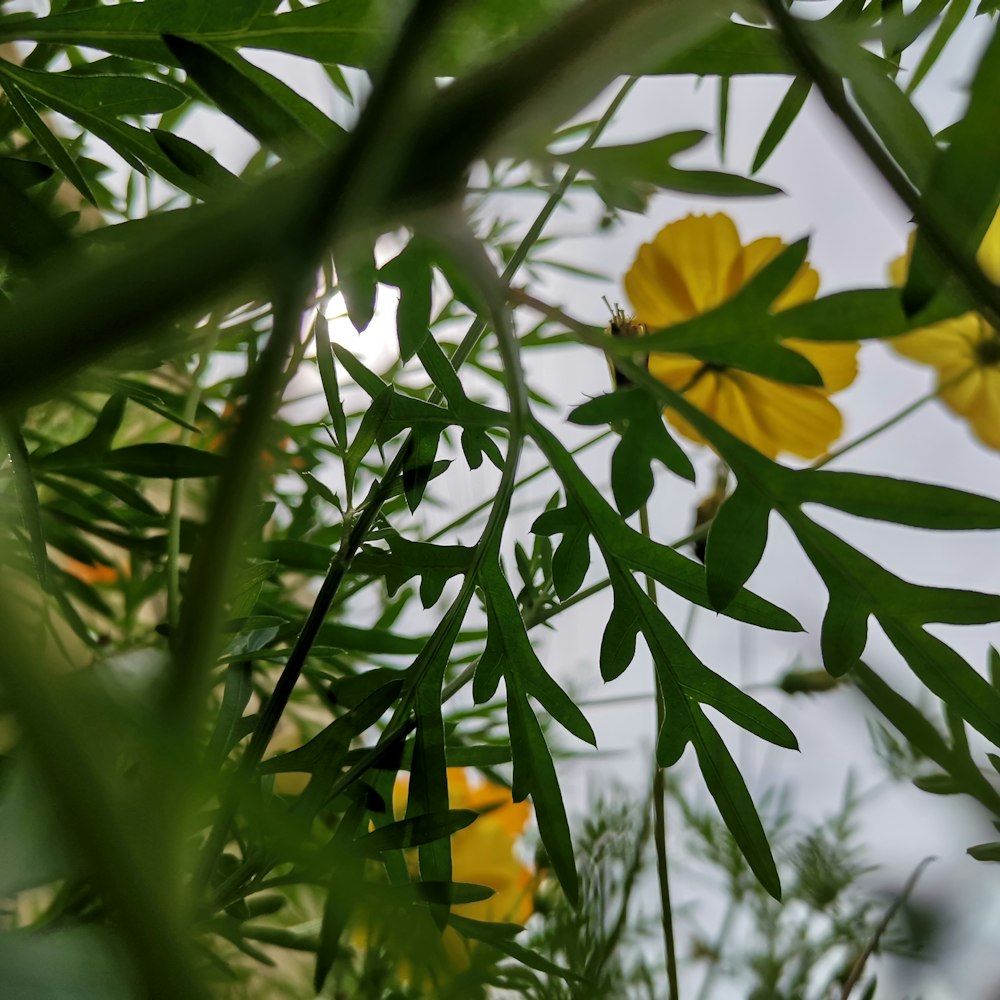 a close up of a plant