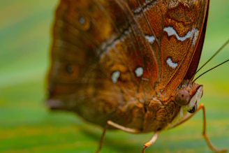 Close-up of a butterfly’s intricate wing patterns blending warm oranges and reds with subtle textures.