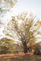 A peaceful park bench under a large tree, inviting reflection and insight.