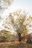 A peaceful park bench under a large tree, symbolizing reflection and calm.