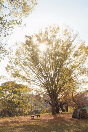 A peaceful park bench under a large tree, inviting reflection and insight.