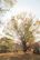 A peaceful park bench under a large tree, symbolizing reflection and calm.
