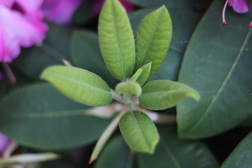 a close up of a plant