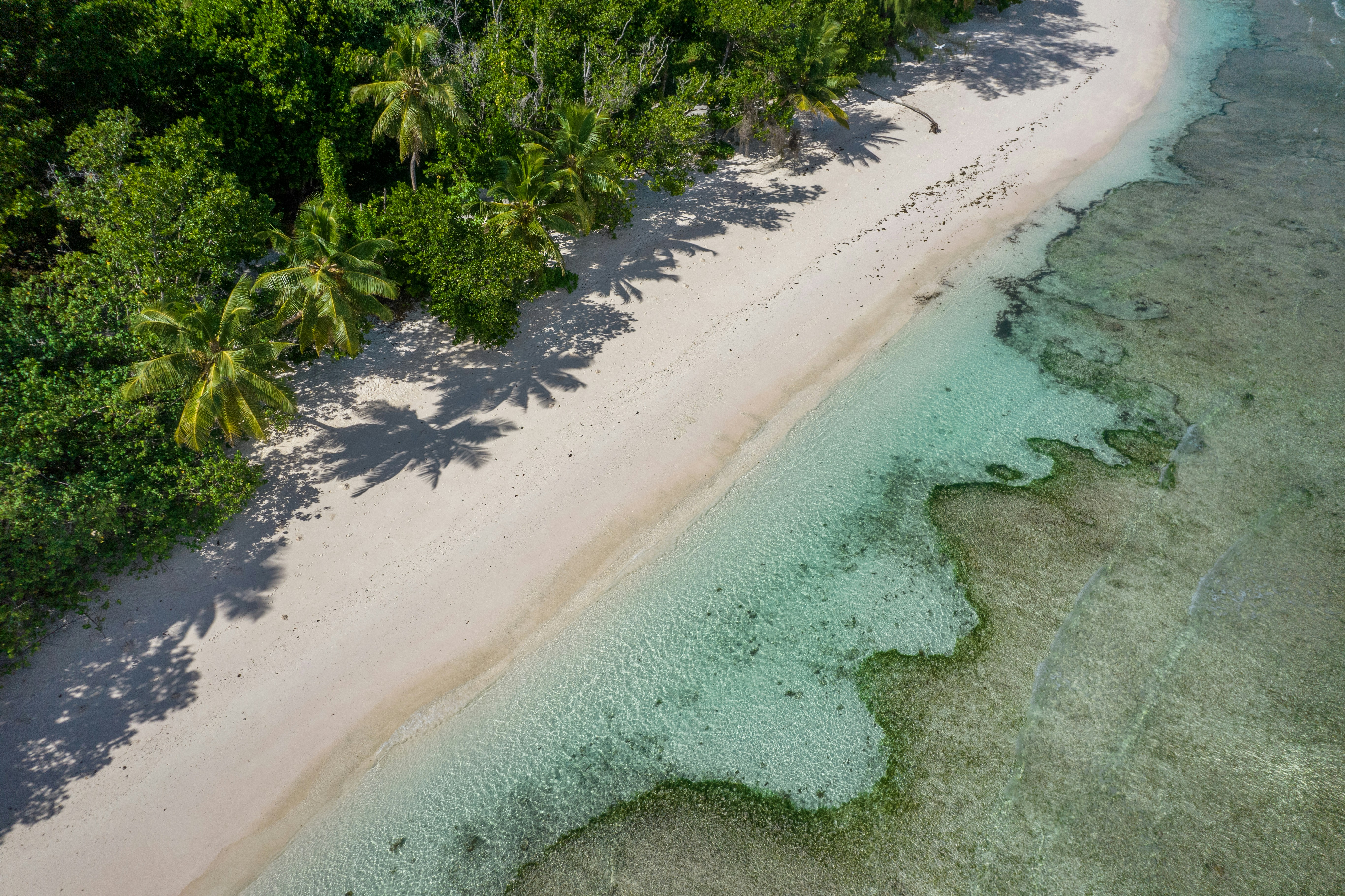 a beach with trees, 