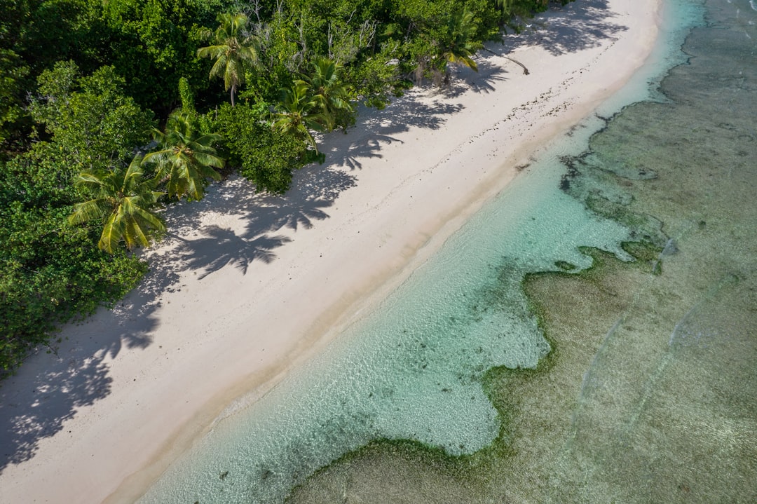 a beach with trees,