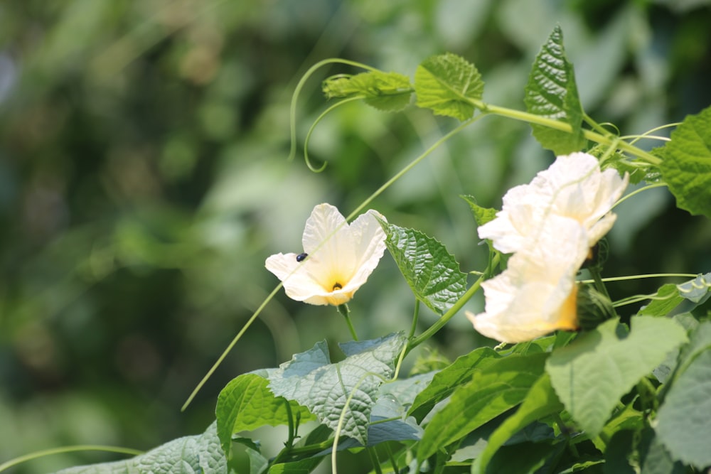 a close up of some flowers