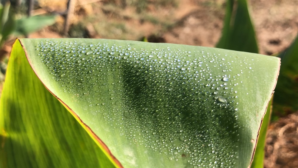 a close up of a leaf