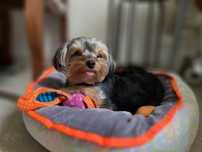 A small dog with soft, fluffy fur is lying comfortably in a plush gray bed with orange trim. The dog has a playful expression, with its tongue sticking out slightly. There are colorful toys scattered around, including an orange polka-dotted toy and a purple toy, enhancing the cozy and playful atmosphere.