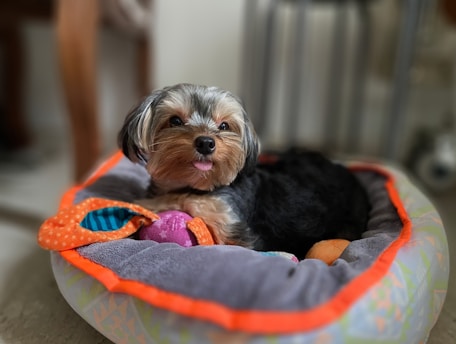 A small dog with soft, fluffy fur is lying comfortably in a plush gray bed with orange trim. The dog has a playful expression, with its tongue sticking out slightly. There are colorful toys scattered around, including an orange polka-dotted toy and a purple toy, enhancing the cozy and playful atmosphere.