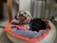 A small dog with soft, fluffy fur is lying comfortably in a plush gray bed with orange trim. The dog has a playful expression, with its tongue sticking out slightly. There are colorful toys scattered around, including an orange polka-dotted toy and a purple toy, enhancing the cozy and playful atmosphere.