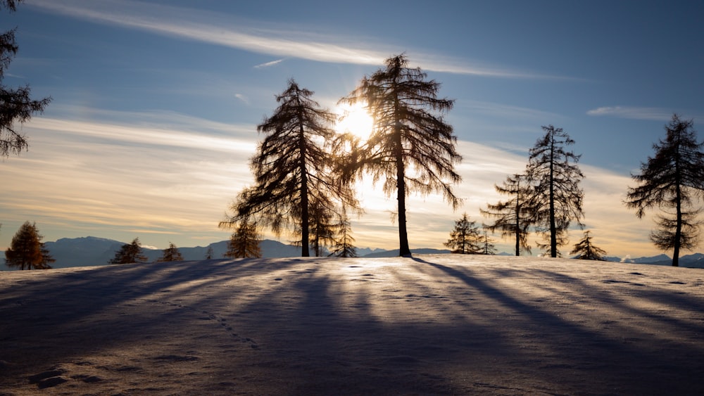 a snowy landscape with trees