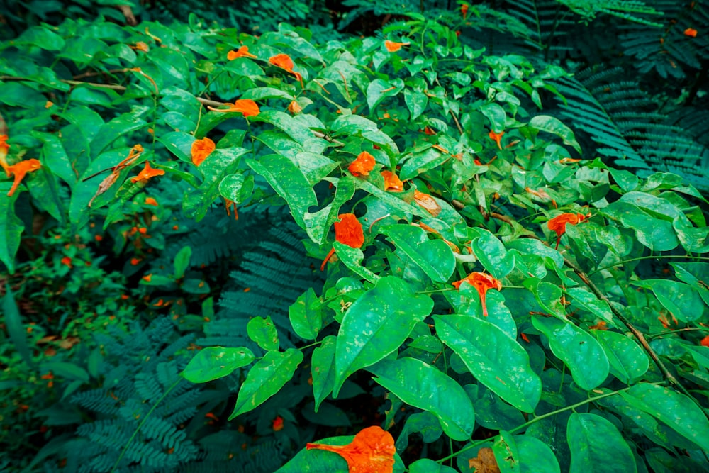 a group of flowers