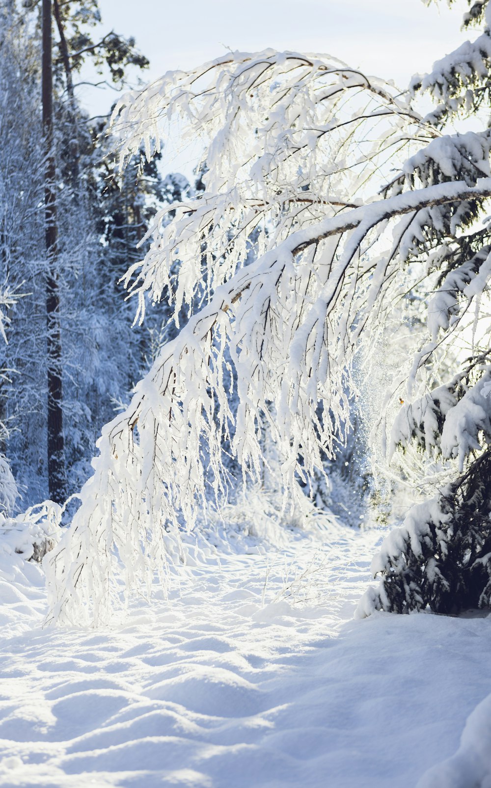 Una montagna innevata con alberi