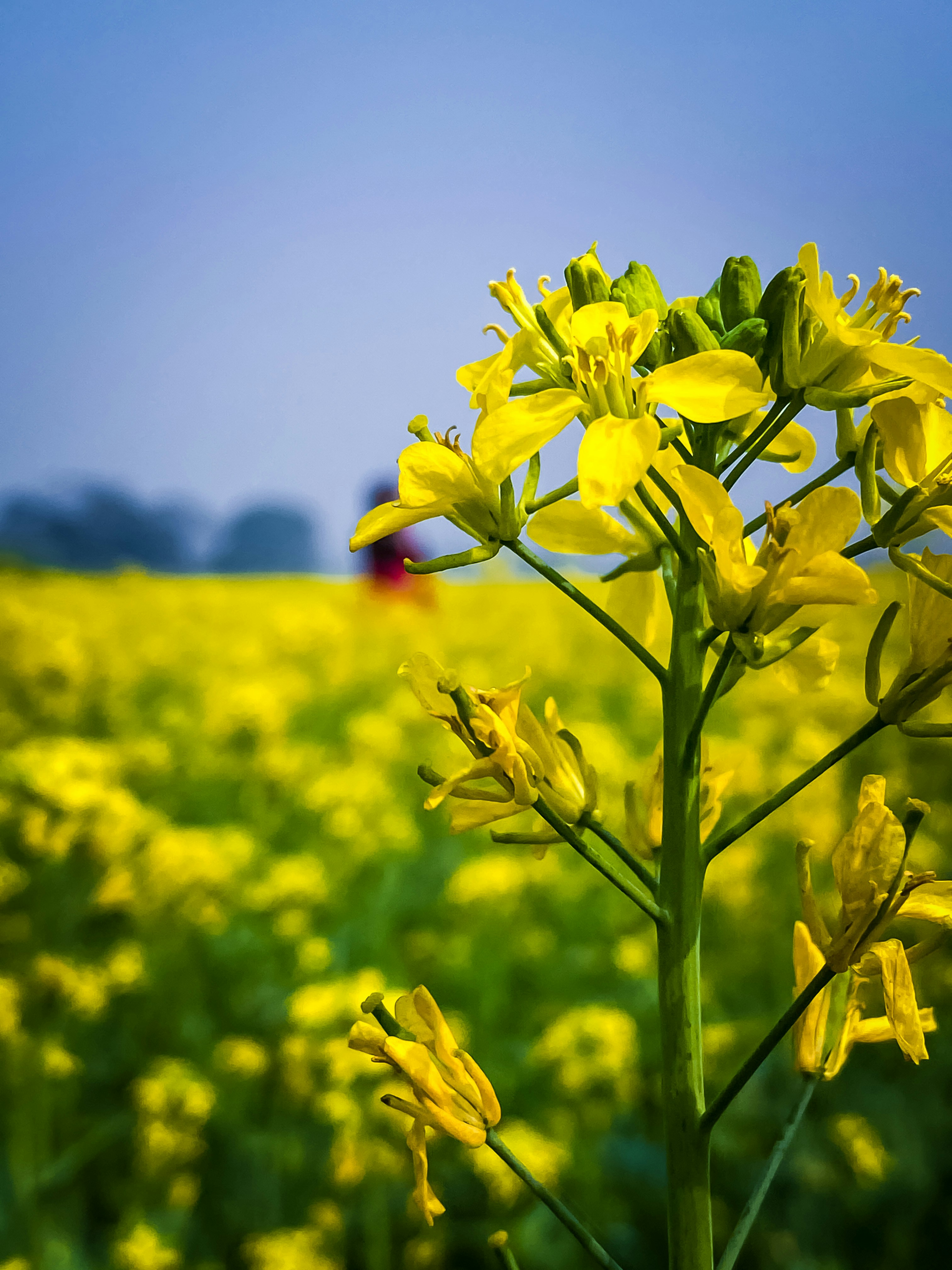 Distribution network