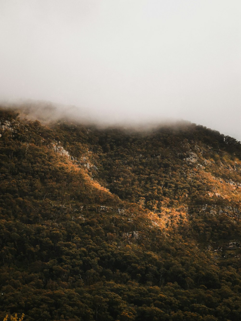 Une montagne brumeuse avec des arbres