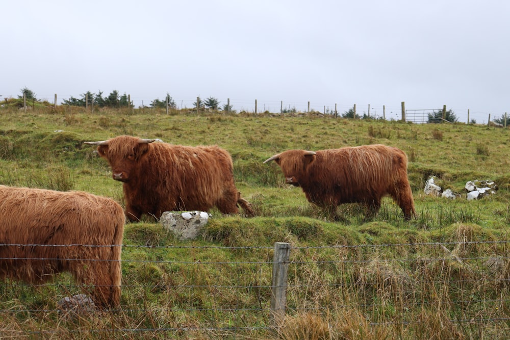 a group of cows stand in a grassy field