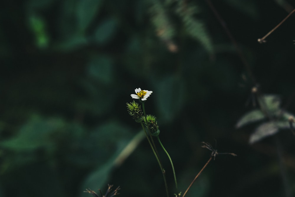 a close up of a flower