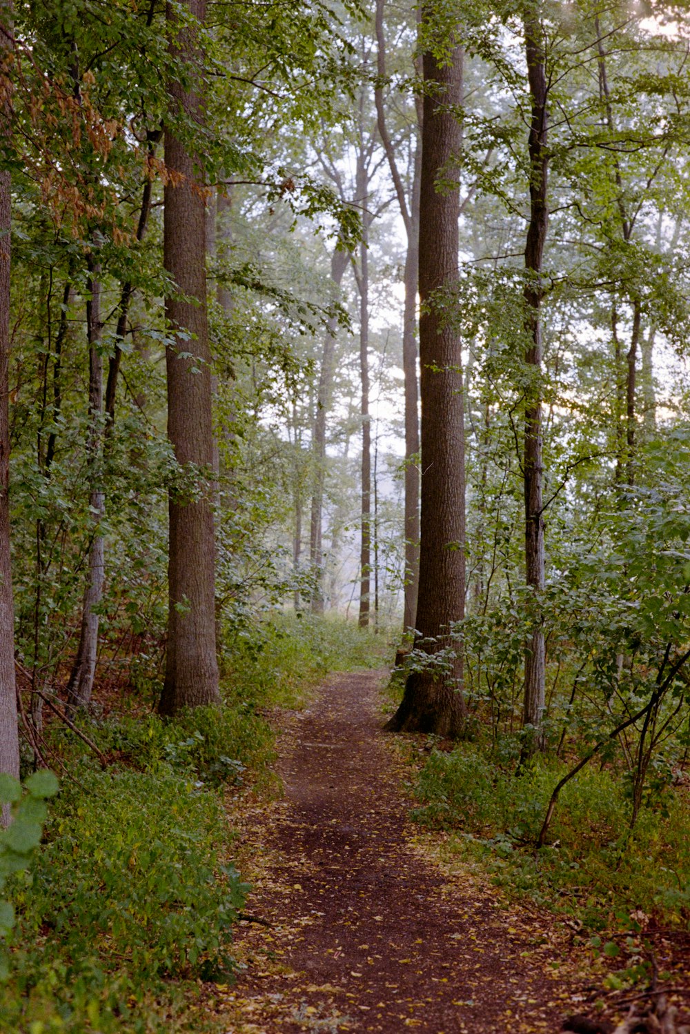 a dirt path through a forest