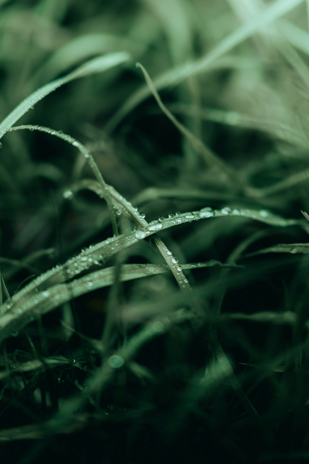 a close up of a leaf