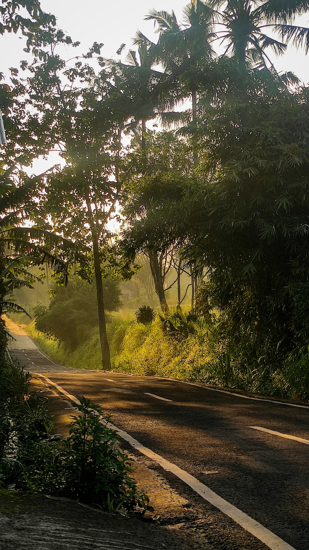 a road with trees on the side