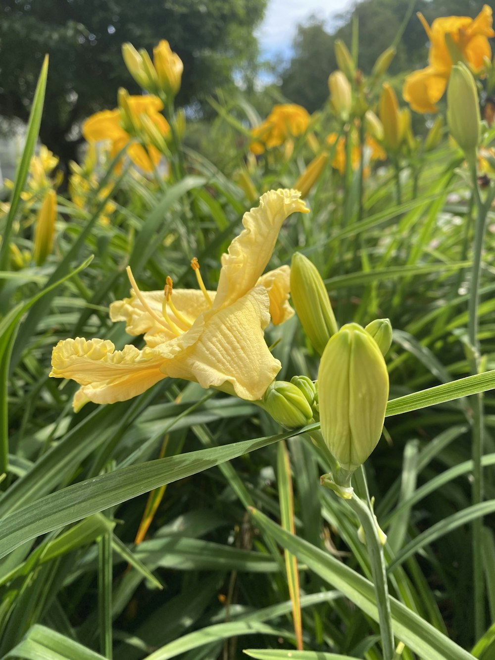 a group of yellow flowers