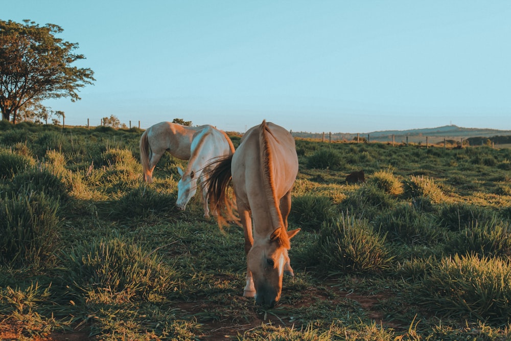 horses grazing in a field