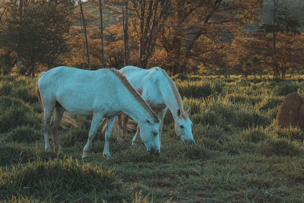 a couple of horses graze in a field