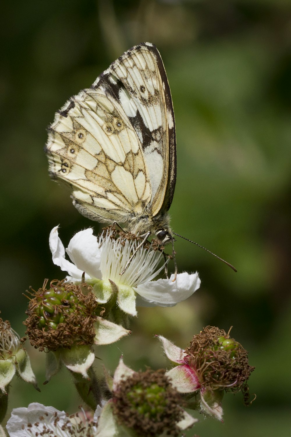 una mariposa en una flor