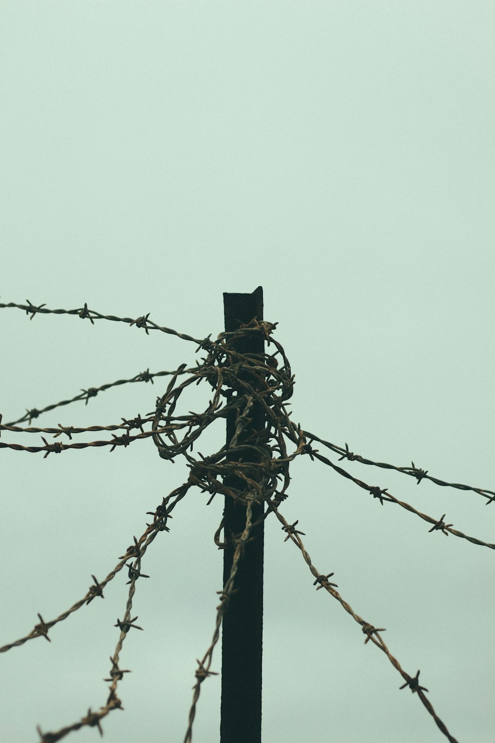 Un árbol con una torre