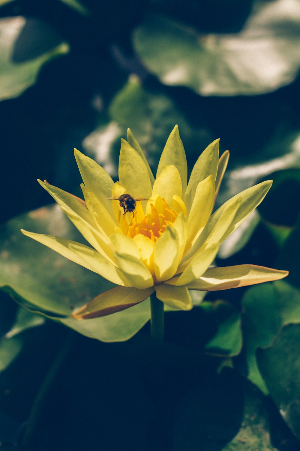 a bee on a yellow flower