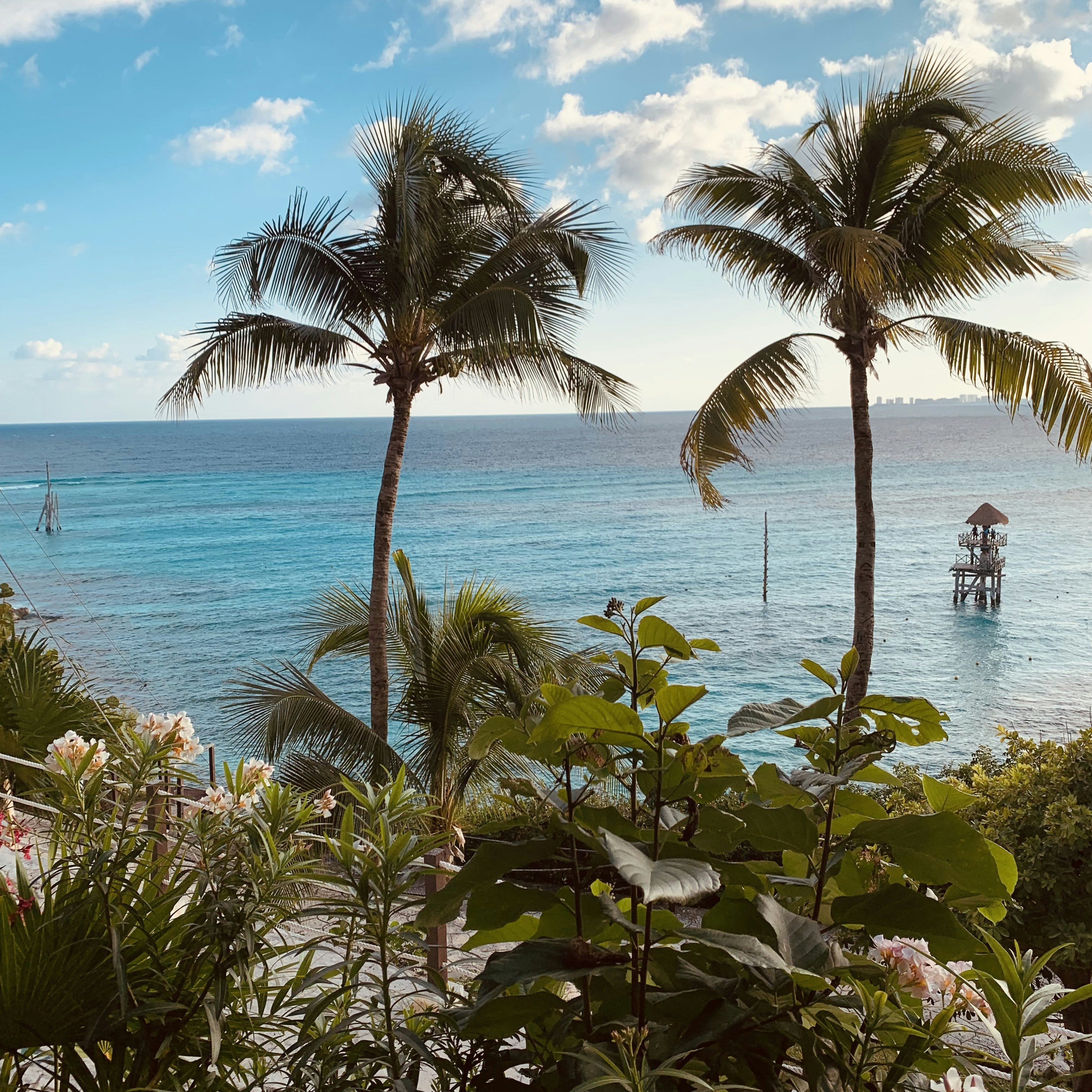 palm trees and a body of water