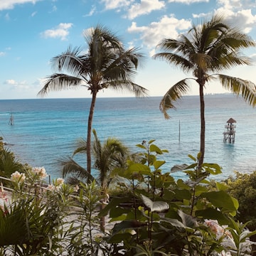 palm trees and a body of water