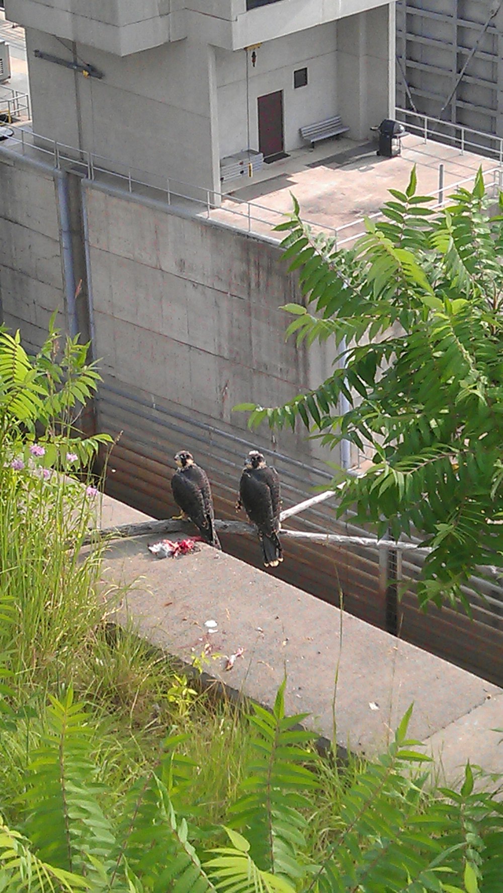 a couple of birds on a ledge