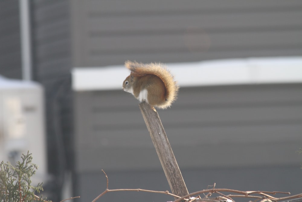 a squirrel on a branch