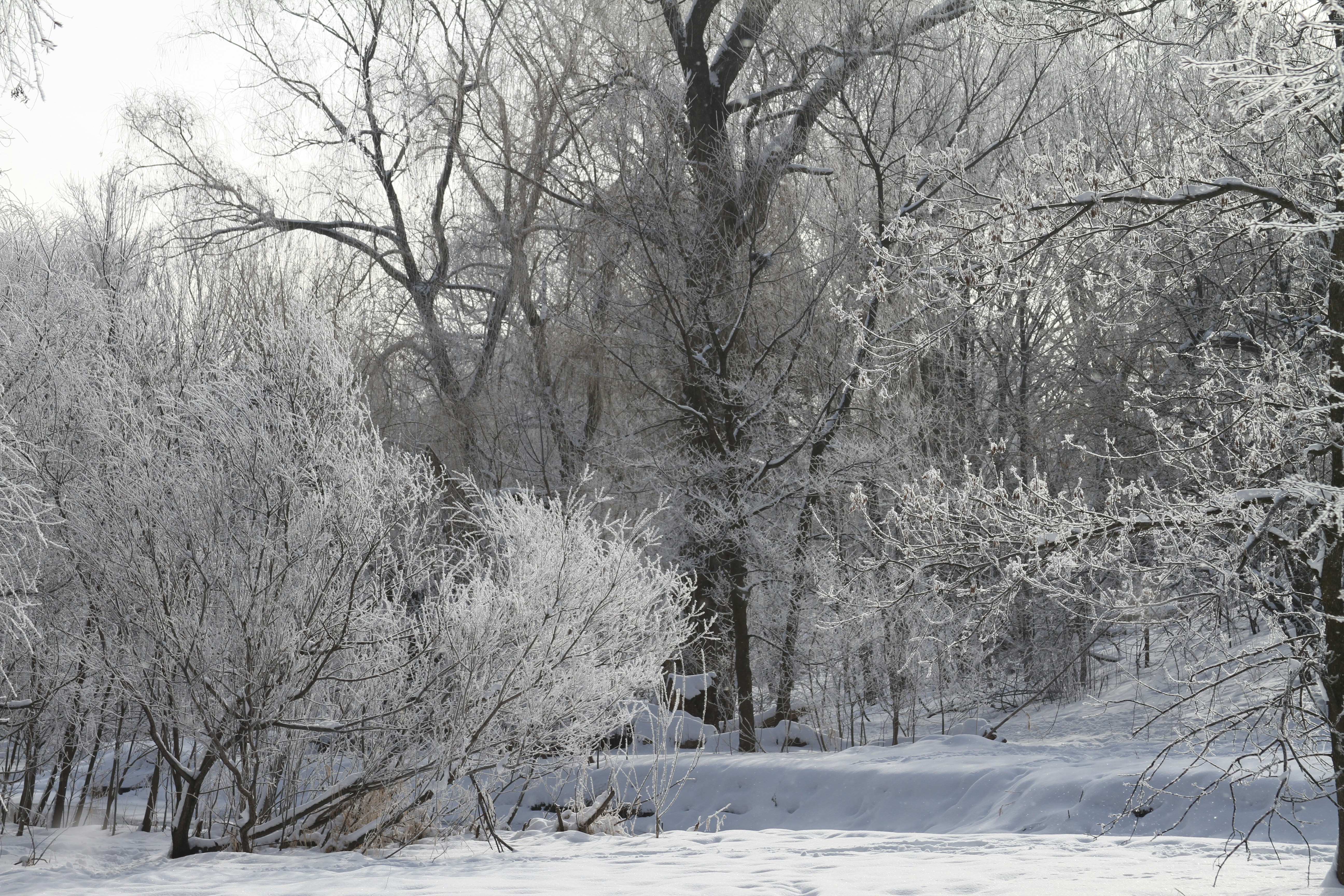 a snowy forest with trees