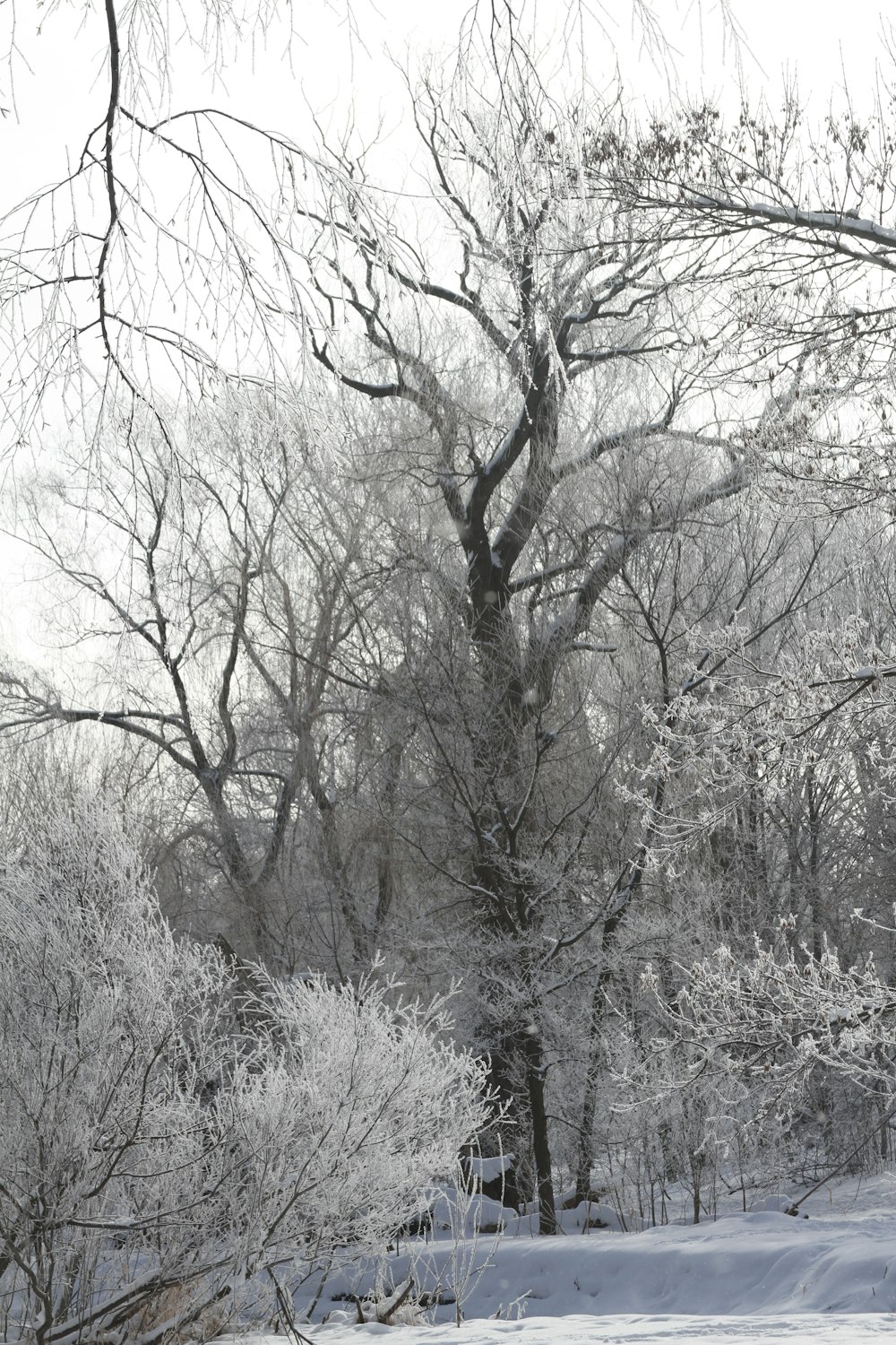 a snowy forest with trees