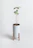 Close-up of a minimalist wooden plant stand with a small green fern, highlighting the fine grain and smooth finish.