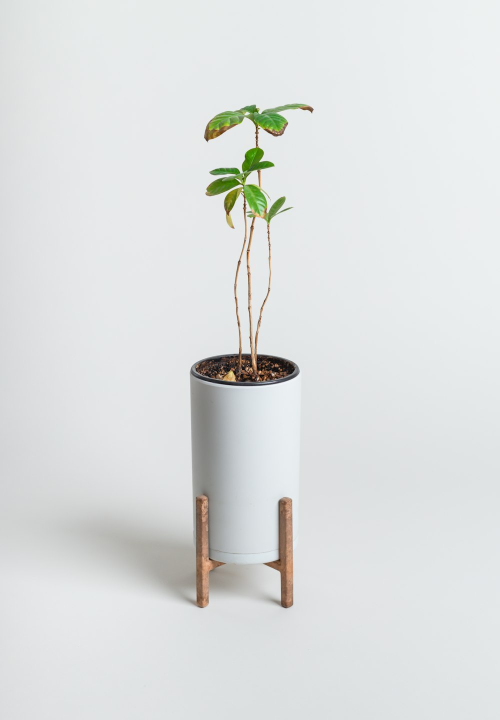 a small plant in a pot