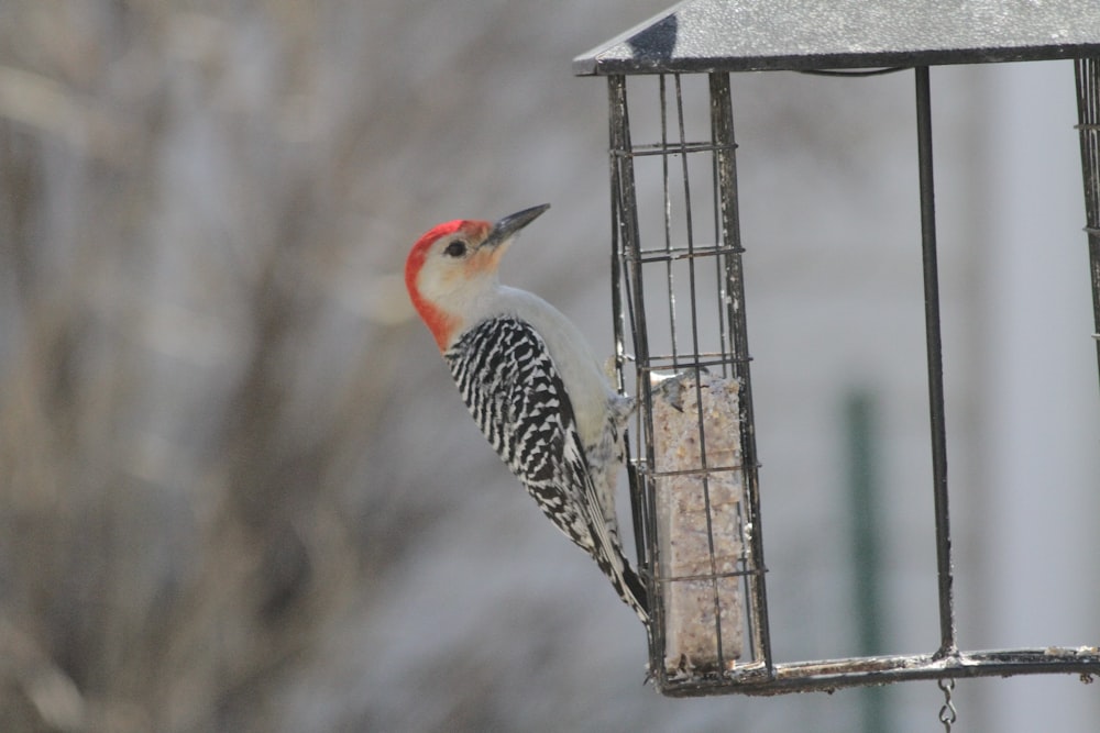 a bird standing on a bird feeder