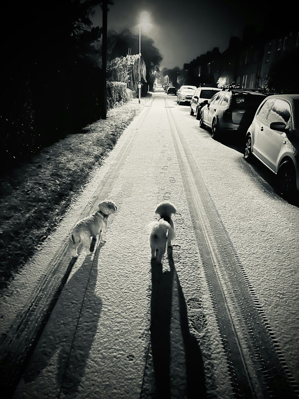 a dog walking on a road