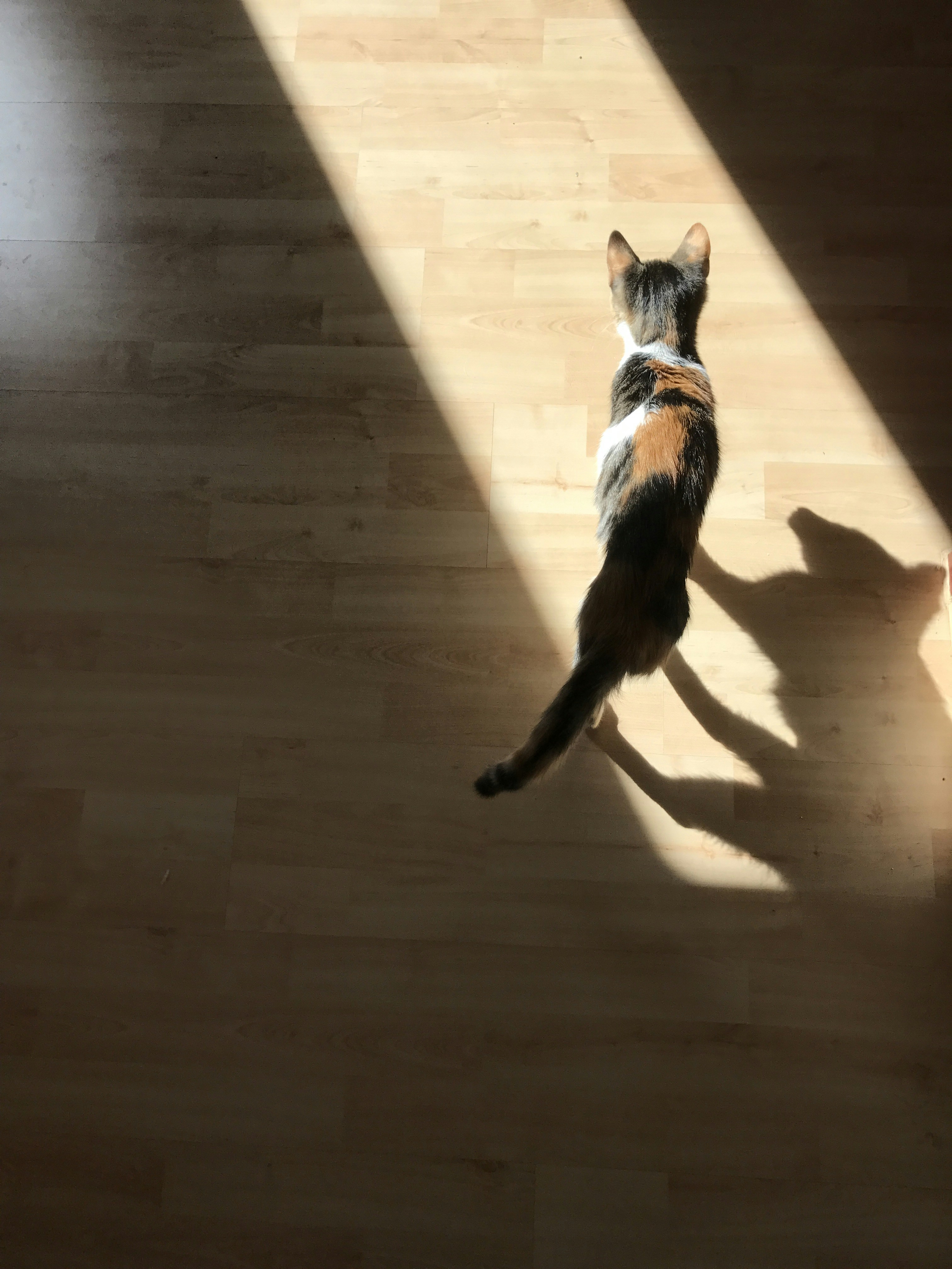 The Silent Prowl (image credits: unsplash)