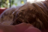 Close-up of a gentle dog resting peacefully in the sunlit shelter garden.