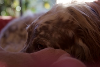 A serene pit bull sitting peacefully in a sunlit corner, embodying calm reflection.