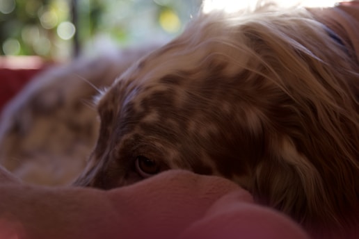 A serene pit bull sitting peacefully in a sunlit corner, embodying calm reflection.