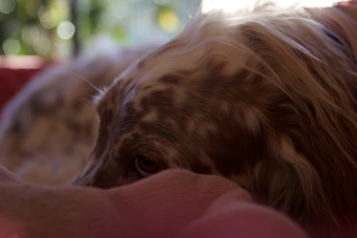 A gentle rescued dog resting its head on a volunteer's lap in a sunlit room.