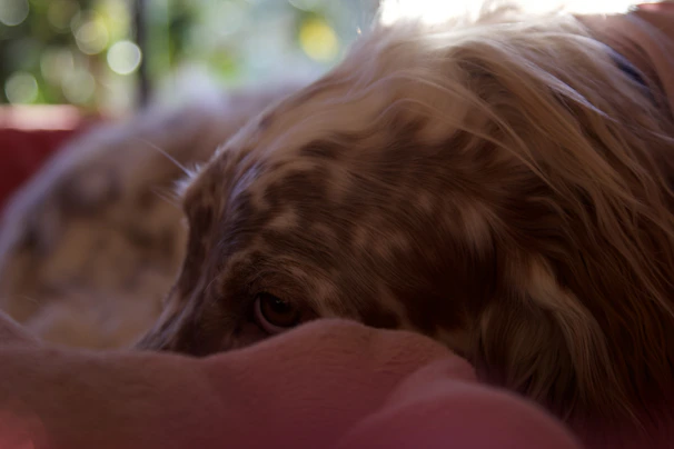A calm dog resting under a tree with dappled sunlight.